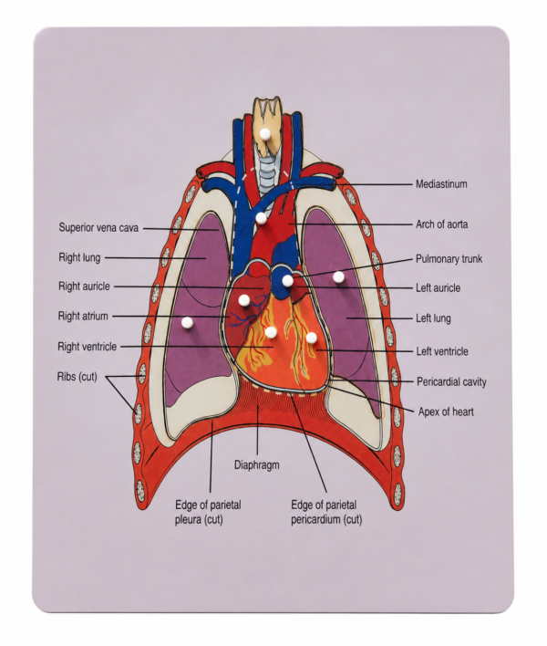 بازل تشريح القلب والتجويد الصدري  Chest Cavity & Heart Anatomy Puzzle