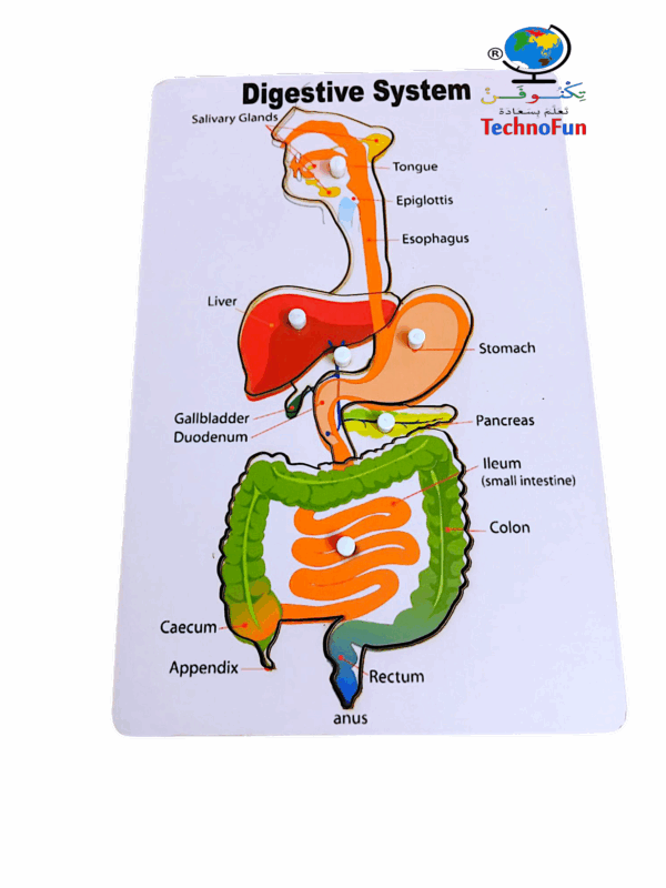 بازل الجهاز الهضمي للأطفال – تعليمي تفاعلي بأسماء الأجزاء بالإنجليزية  Technofun digestive system puzzle