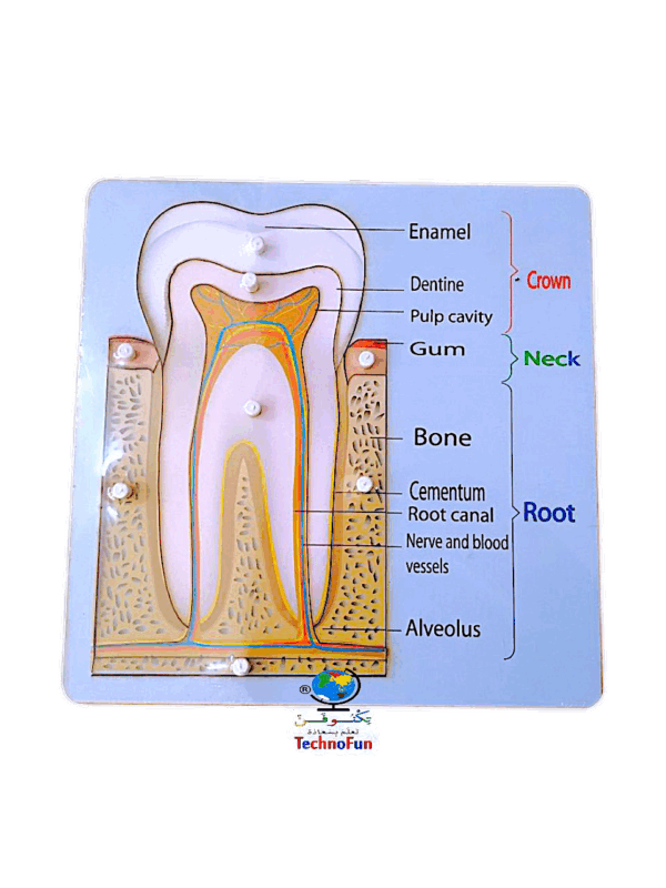 بازل الأسنان التشريحي Human teeth anatomy puzzle