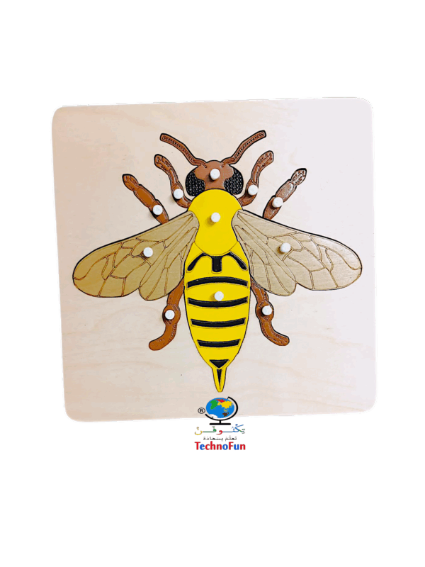 بازل أجزاء جسم النحلة 🐝 منتسوري Montessori bee body parts puzzle