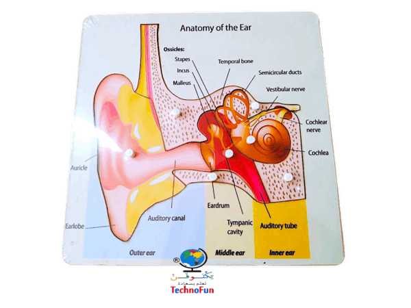 بازل تشريح الأذن البشرية human ear anatomy puzzle